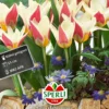 Tulpe Ancilla (7 Stück) | Kaufmanniana-Tulpen Von Sperli -Günstiges Blattiva Geschäft 549447 Tulpe Ancilla 7 Stueck 454543 0