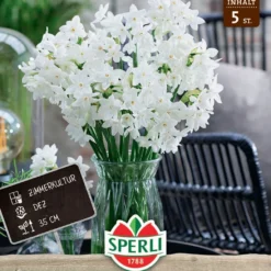 Narzisse Ziva (5 Stück) | Narzissenzwiebeln Von Sperli
