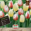 Frühlingsgarten Happy Mix (12 Stück) | Triumph-Tulpen Von Sperli -Günstiges Blattiva Geschäft 549480 Fruehlingsgarten Happy Mix 12 Stueck 464344 0