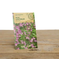 Wildblumen Set Stay Wild | BIO Wildblumensamen Von Samen Maier -Günstiges Blattiva Geschäft 549603 BIO Wildblumen Set Stay Wild A02 sm 1