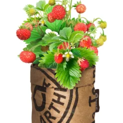 Greensquad Süße Erdbeere | Anzuchtsets Von Baza -Günstiges Blattiva Geschäft 550257 Greensquad Suesse Erdbeere 18027706 bz 1