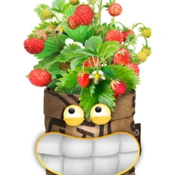 Greensquad Süße Erdbeere | Anzuchtsets Von Baza -Günstiges Blattiva Geschäft 550257 Greensquad Suesse Erdbeere 18027706 bz 2