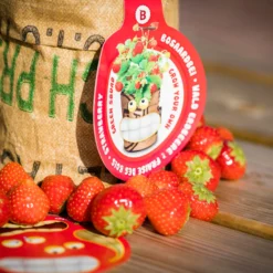 Greensquad Süße Erdbeere | Anzuchtsets Von Baza -Günstiges Blattiva Geschäft 550257 Greensquad Suesse Erdbeere 18027706 bz 5