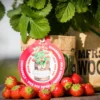 Greensquad Süße Erdbeere | Anzuchtsets Von Baza -Günstiges Blattiva Geschäft 550257 Greensquad Suesse Erdbeere 18027706 bz 6