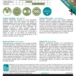 Chinaschilf New Hybrids | Chinaschilfsamen Von Buzzy Seeds