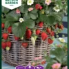 Erdbeere Rainbow Treasure F1 | Erdbeerpflanzen Von Nelson Garden