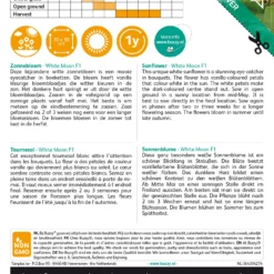 Sonnenblume White Moon F1 | Sonnenblumensamen Von Buzzy Seeds -Günstiges Blattiva Geschäft 552553 Sonnenblume White Moon F1 80827 by 1