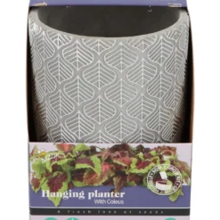 Buntnessel | Buntnesselsamen Von Buzzy Seeds