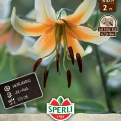 Lilie Lady Alice (2 Stück) | Lilienzwiebeln Von Sperli