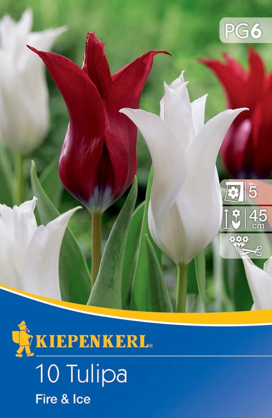 Tulpen Mix Fire And Ice (10 Stück) | Tulpenzwiebeln Von Kiepenkerl 4 Tulpen Mix Fire And Ice (10 Stück) | Tulpenzwiebeln Von Kiepenkerl - Image 2