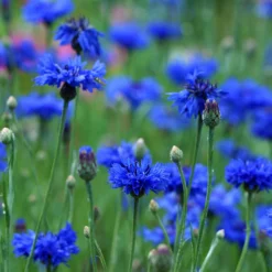 Kornblumen (4 G) | BIO Kornblumensamen Von Biobalu -Günstiges Blattiva Geschäft 554556 BIO Kornblumen 4 g BB1031 2