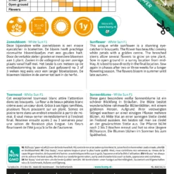 Sonnenblume White Sun F1 | Sonnenblumensamen Von Buzzy Seeds