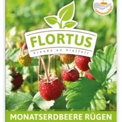 Günstiges Blattiva Geschäft -Günstiges Blattiva Geschäft 555104 Monatserdbeere Ruegen 100 Tuetchen 2000 0771 100x 1