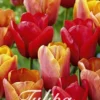 Tulpe Orange King (20 Stück) | Tulpenzwiebeln Von Sam Van Schooten -Günstiges Blattiva Geschäft 555253 Tulpe Orange King 20 Stueck 10312 bl 0