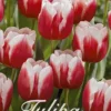 Tulpe Remise (20 Stück) | Tulpenzwiebeln Von Sam Van Schooten -Günstiges Blattiva Geschäft 555258 Tulpe Remise 20 Stueck 10335 bl 0