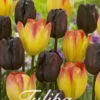 Tulpe Spring Sunset (15 Stück) | Tulpenzwiebeln Von Sam Van Schooten -Günstiges Blattiva Geschäft 555260 Tulpe Spring Sunset 15 Stueck 10342 bl 0