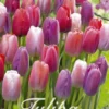 Tulpe Garden Pride (20 Stück) | Tulpenzwiebeln Von Sam Van Schooten -Günstiges Blattiva Geschäft 555277 Tulpe Garden Pride 20 Stueck 10381 bl 0