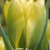 Tulpe Formosa (7 Stück) | Tulpenzwiebeln Von Sam Van Schooten -Günstiges Blattiva Geschäft 555354 Tulpe Formosa 7 Stueck 80357 bl 0