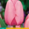 Tulpe Pink Impression (10 Stück) | Tulpenzwiebeln Von Jub Holland -Günstiges Blattiva Geschäft 559660 Tulpe Pink Impression 10 Stueck 302320 jb 0