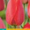 Tulpe Red Impression (10 Stück) | Tulpenzwiebeln Von Jub Holland 2 Tulpe Red Impression (10 Stück) | Tulpenzwiebeln Von Jub Holland -Günstiges Blattiva Geschäft 559662 Tulpe Red Impression 10 Stueck 302350 jb 0
