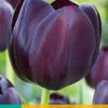 Tulpe Queen Of Night (7 Stück) | Tulpenzwiebeln Von Jub Holland -Günstiges Blattiva Geschäft 559666 Tulpe Queen of Night 10 Stueck 302600 jb 0