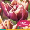 Tulpe Wyndham (7 Stück) | Tulpenzwiebeln Von Jub Holland