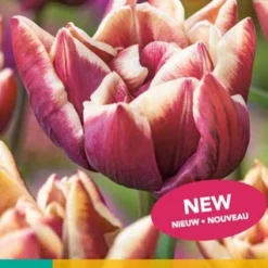 Tulpe Wyndham (7 Stück) | Tulpenzwiebeln Von Jub Holland