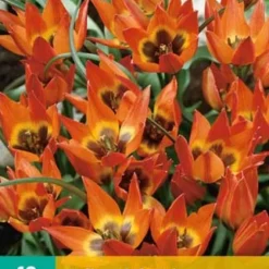 Tulpe Little Princess (10 Stück) | Tulpenzwiebeln Von Jub Holland