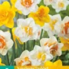 Narzisse Dubbel Mix (5 Stück) | Narzissenzwiebeln Von Jub Holland 2 Narzisse Dubbel Mix (5 Stück) | Narzissenzwiebeln Von Jub Holland -Günstiges Blattiva Geschäft 559766 Narzisse Dubbel Mix 5 Stueck 306220 jb 0