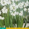 Narzisse Paperwhite (5 Stück) | Narzissenzwiebeln Von Jub Holland -Günstiges Blattiva Geschäft 559927 Narzisse Paperwhite 5 Stueck 312210 jb 0