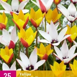 Tulpe Belles Tulipes (25 Stück) | Tulpenzwiebeln Von Jub Holland