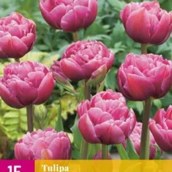 Tulpe Double Lilac (15 Stück) | Tulpenzwiebeln Von Jub Holland