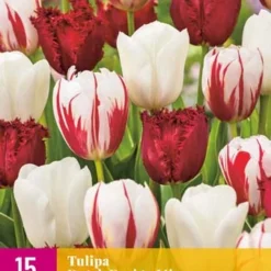 Tulpe Dutch Design Mix (15 Stück) | Tulpenzwiebeln Von Jub Holland