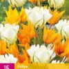 Tulpe Sunbath (15 Stück) | Tulpenzwiebeln Von Jub Holland -Günstiges Blattiva Geschäft 559968 Tulpe Sunbath 15 Stueck 322686 jb 0
