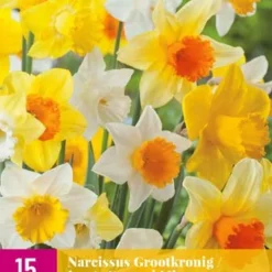 Narzisse Grootkronig Mix (15 Stück) | Narzissenzwiebeln Von Jub Holland