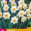 Narzisse Salome (15 Stück) | Narzissenzwiebeln Von Jub Holland -Günstiges Blattiva Geschäft 559994 Narzisse Salome 15 Stueck 323190 jb 0