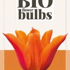 Tulpe Ballerina (7 Stück) | BIO Tulpenzwiebeln Von Jub Holland