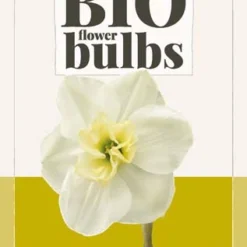 Narzisse Papillon Blanc (5 Stück) | BIO Narzissenzwiebeln Von Jub Holland