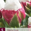 Tulpe Ice Cream (5 Stück) | Tulpenzwiebeln Von Jub Holland -Günstiges Blattiva Geschäft 560091 Tulpe Ice Cream 5 Stueck 313935 jb 0