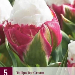 Tulpe Ice Cream (5 Stück) | Tulpenzwiebeln Von Jub Holland
