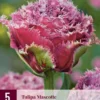 Tulpe Mascotte (5 Stück) | Tulpenzwiebeln Von Jub Holland -Günstiges Blattiva Geschäft 560093 Tulpe Mascotte 5 Stueck 314100 jb 0