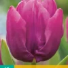 Tulpe Purple Prince (10 Stück) | Tulpenzwiebeln Von Jub Holland -Günstiges Blattiva Geschäft 561634 Tulpe Purple Prince 10 Stueck 301285 jb 0