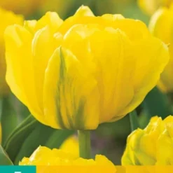 Tulpe Marie Jo (7 Stück) | Gefüllte Tulpen Von Jub Holland