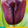 Tulpe Continental (7 Stück) | Triumph-Tulpen Von Jub Holland -Günstiges Blattiva Geschäft 561637 Tulpe Continental 7 Stueck 301633 jb 0
