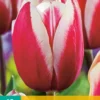 Tulpe Guus Papendrecht (10 Stück) | Triumph-Tulpen Von Jub Holland -Günstiges Blattiva Geschäft 561638 Tulpe Guus Papendrecht 10 Stueck 301730 jb 0