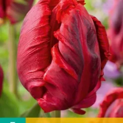 Tulpe Shining Parrot (7 Stück) | Papagei-Tulpen Von Jub Holland