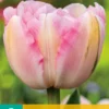 Tulpe Finola (7 Stück) | Gefüllte Tulpen Von Jub Holland -Günstiges Blattiva Geschäft 561646 Tulpe Finola 7 Stueck 304070 jb 0
