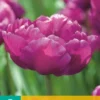 Tulpe Mariola (7 Stück) | Gefüllte Tulpen Von Jub Holland -Günstiges Blattiva Geschäft 561647 Tulpe Mariola 7 Stueck 304110 jb 0