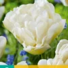 Tulpe Northcap (7 Stück) | Gefüllte Tulpen Von Jub Holland -Günstiges Blattiva Geschäft 561648 Tulpe Northcap 7 Stueck 304130 jb 0