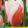 Tulpe Willem Van Den Akker (7 Stück) | Greigii-Tulpen Von Jub Holland -Günstiges Blattiva Geschäft 561649 Tulpe Willem Van Den Akker 7 Stueck 304635 jb 0